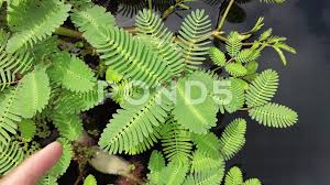 Image result for Neptunia oleracea