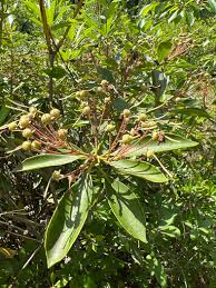 Image result for Hilleria latifolia