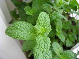Common mint, garden mint, and lamb mint) is part of the spicata species and it occurs naturally, which means it's not a hybrid. Mint Varieties From Chocolate Mint To Peppermint Delishably