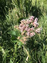 Image result for Sisyranthus imberbis