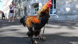 Mewarnai gambar mewarnai gambar sketsa celengan 3 via mewarnaigambarsketsa.blogspot.com. Bagaimana Suara Kokok Ayam Jantan Bisa Menjadi Sengketa Serius Di Pengadilan Bbc News Indonesia