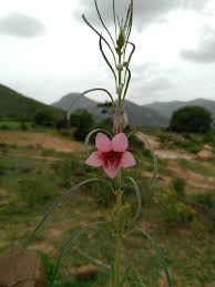 Image result for Sesamum alatum