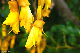 Flowers that bloom all year nz. Iconic Plants Of New Zealand Cgtn