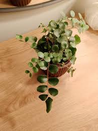 Image result for Pellaea dura