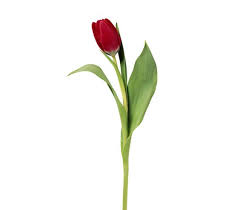 6 Pretty Flowers And Their Symbolic Meanings Pretty Flowers Tulips Flowers Country Wedding Flowers