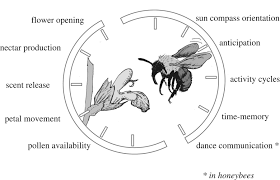 John muir was a master at observing the interconnectedness of nature. Time Is Honey Circadian Clocks Of Bees And Flowers And How Their Interactions May Influence Ecological Communities Philosophical Transactions Of The Royal Society B Biological Sciences