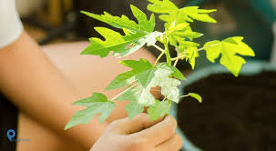 Maybe you would like to learn more about one of these? Manfaat Daun Pepaya Bagi Kesehatan