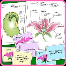 Not every page will be a fit for all of those ages. Plant Worksheets