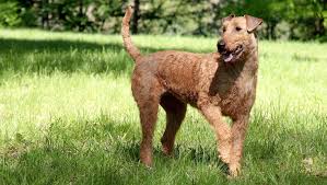 Image result for irský teriér