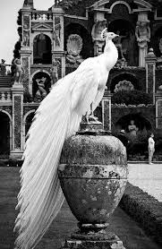 White Peacock Isola Madre Lake Maggiore Italy Albino Peacock White Peacock Animals Beautiful