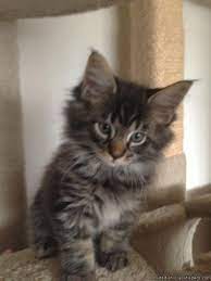 Some male maine coon cats can weigh up to 35 lb (15.9 kg). Pin On Kittens Inspired By Kittens