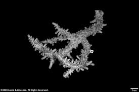 Content Posted in 2024 | Animo Repository | De La Salle University Research