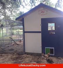 Ducks like to do things in groups, including going through duck doors (watching a duck run is so delightful!). A Well Designed Duck Coop To Make Your Life Easier Life Is Just Ducky