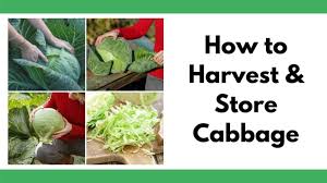 We did not find results for: How To Harvest Cabbage Together Time Family