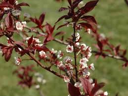 We did not find results for: Cherry Plum Trees For Sale Online Choose Your Cherry Plum Plant