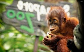 We hope you enjoy our growing collection of hd images to use as a background or home screen for your. Free Download Baby Orangutan Wallpaper 1252451 2560x1600 For Your Desktop Mobile Tablet Explore 38 Baby Orangutan Wallpaper Baby Orangutan Wallpaper Orangutan Wallpapers Orangutan Wallpaper
