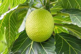 We did not find results for: Having Trouble Growing Breadfruit Managing Problems With Breadfruit Tree Cultivation