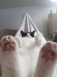 All cat owners absolutely need a glass table in their house. Cat Viewed From Under The Glass Table 9gag