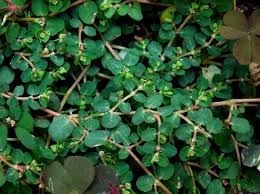 Image result for Euphorbia serpens