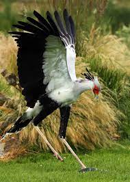 This bird has another beautiful feature and that is eyelashes. 25 Secretary Bird Facts Sagittarius Serpentarius Africa S Snake Stomper Justbirding Com