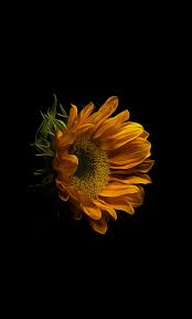 See more ideas about backgrounds sunflowers and background images. Sunflower Black Background Wallpaper Gambar Bunga