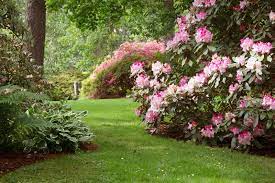 Stauden für die dunklen ecken im garten. Stauden Fur Den Schatten Unsere Top 10 Plantura