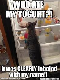 Who Ate My Yogurt Cats Funny Funny Animal Memes
