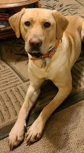 Missing lab in Bountiful, Utah