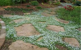 Considered one of the finest ground covers for filling in between flagstones. Blue Stars Creeper 12 Count Flat Of Pint Pots Groundcover Perennial Toe Ticklers Stepable Plants Togogarden