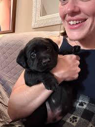 Gus needs to be part of coffee in the morning ❤️🐾 My little human 😁