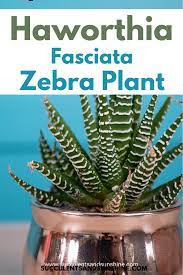 Zebra Plant Haworthia Fasciata In 2020 Zebra Plant Plants Succulent Garden Indoor