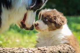 Happy tails puppies puppy mill. About Reputable Breeders Backyard Breeders Puppy Mills Commercial Pet Stores Black Dog Animal Rescue