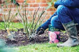 Sie Fragen Sich Wie Sie Ihre Geliebten Rosen Dungen Sollten Garten Schluter Gibt Antworten Von Wann Bis Womit Haben Wir All Rosen Dungen Rosen Pflegen Rosen