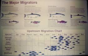 Ballard Locks Salmon Migration Chart Salmon Seattle Photos Migrations
