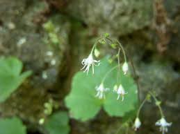 Image result for Angraecopsis parviflora