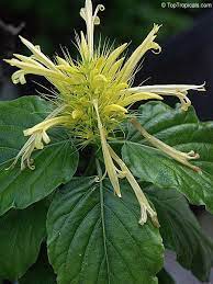 Jacobina Carnea Acanthaceae Got To Have Some Of These This Year Strange Flowers Unusual Flowers Plants