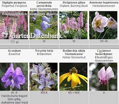 Schattenstauden Stauden Fur Schatten Und Nordseite Schattenstauden Stauden Schattenbeet