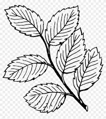 Mix that shades of brown with yellow and orange to make a. Fall Black And White Fall Leaf Clipart Black And White Leaves Coloring Pages Free Transparent Png Clipart Images Download