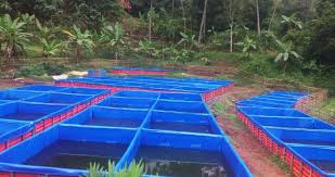 Sistem Budidaya Ikan Dengan Wadah Kolam Terpal Dan Cara Pembuatannya Biota Dunia Perairan