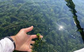 Image result for Hydrilla