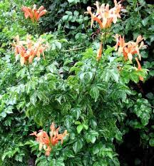 Image result for Tecomaria nyassae