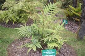 Image result for Pteris