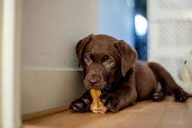 Topsearch.co has been visited by 1m+ users in the past month Dogs Puppies At Pet Stores May Be Spreading Drug Resistant Bacteria