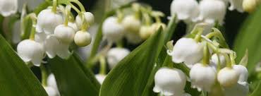 En 1941, sous l'occupation, le 1er mai fut. Le Muguet Sa Culture