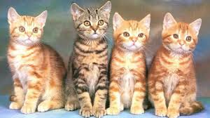 Ruyada Kedi Gormek Ne Anlama Gelir Ruya Tabirleri