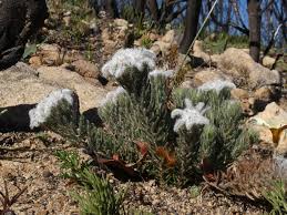 Image result for Phylica