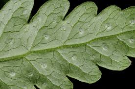 Image result for Tectaria gemmifera