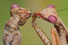 Check spelling or type a new query. Pin By Robert Post On Wow Praying Mantis Insect Photography Macro Photography Insects