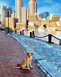 Walters Walk Around Boston Harbor Ig Walter In The City Best Dogs For Families City Dog Golden Retriever