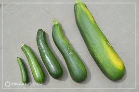 A couple ways to tell if garlic has gone bad is if the cloves start turning yellow or there are green roots forming. The Prolific Zucchini Duggar Wellness